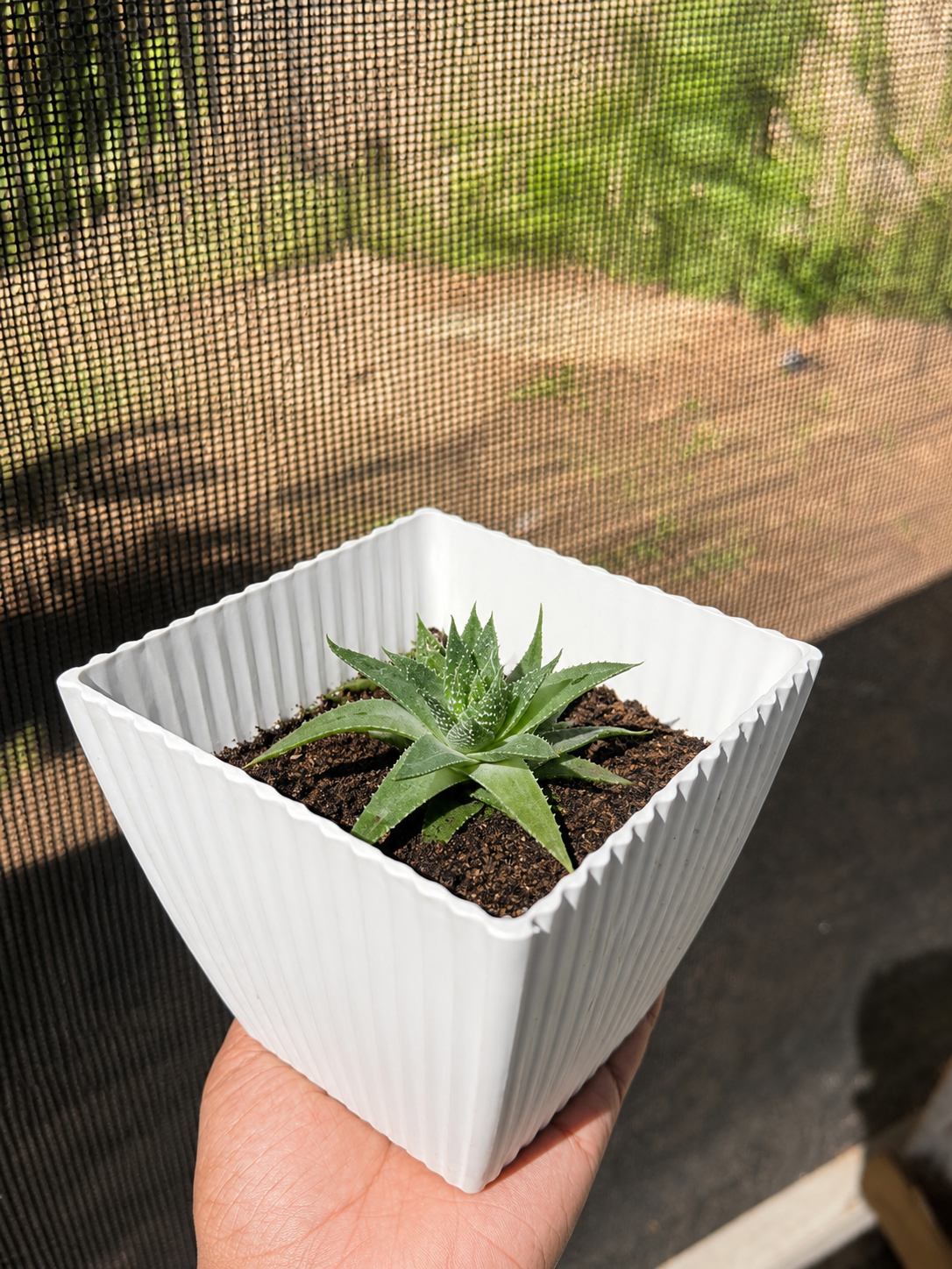 Mini Succulent Plant in Decorative White Pot 🌿