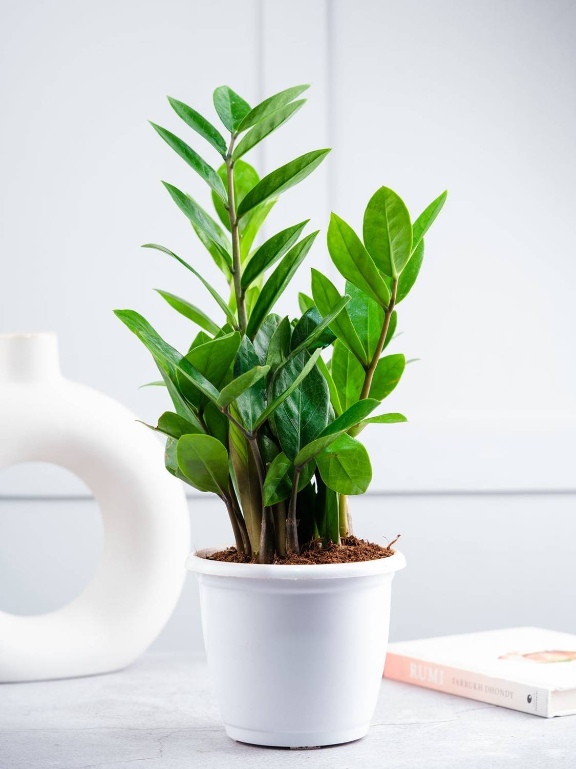 ZZ Plant (Zamioculcas zamiifolia) – Rs. 2,250